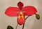 Beautiful pink orchid of Phragmipedium Peruflora& x27;s Cirila Alca