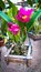 Beautiful pink orchid in a suspended pot