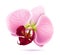 Beautiful pink orchid vector flower