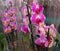 Beautiful pink orchids on sale, flower shop