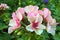 Beautiful pink Pelargonium flowers