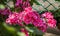 Beautiful pink Pelargonium flowers in a pot.