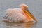 Beautiful pink pelican birds  in Kerkini Lake in northern Greece