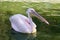Beautiful pink pelican swimming in pond
