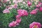 Beautiful pink peonies flowers, greens and bokeh lighting in the garden, summer outdoor floral nature background