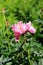 Beautiful pink peonies in Summertime garden