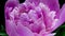 Beautiful pink Peony background. Blooming peony flower open, time lapse, close-up. Wedding backdrop, easter