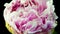 Beautiful pink peony background. Blooming peony flower outdoor, time lapse, closeup. Macro