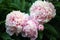 Beautiful pink peony background in vintage style. Beautiful flowers, peonies. A bouquet of pink pawns background. Lush petals of