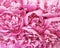 Beautiful pink peony bouquet background. Blooming peony flowers close-up. Valentine`s Day