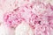 Beautiful pink peony flower background