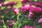 Beautiful pink peony flower close-up