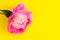 A beautiful pink peony flower on trendy Green Sheen yellow background