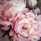 Beautiful pink peony flowers bouquet, oil painting, impasto, close-up view, generative ai