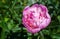 Beautiful pink peony grows on the street. Copy space