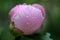 a beautiful pink peony, like a shell with raindrops on its petals