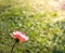 Beautiful Pink Peony Shining through the Sun in a Meadow Garden