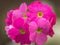 Beautiful pink Perennial primrose or primula or primula polyanthus flowers in the spring