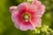 Beautiful Pink petals of Hollyhocks, known as Alcea is flowering plants in mallow family Malvaceae