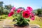 Beautiful Pink Petunia Flower with Green Leaves in a Ceramic Pot Placed in a Window with Nice View. Rural Area in Farm with Trees