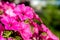 Beautiful pink petunia flowers, closeup flowers