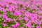 Beautiful Pink Petunia flowers Petunia hybrida in the garden.  In summertime with sunny day