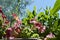 Beautiful pink petunia flowers in sunny summer day. Balcony garden