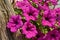 Beautiful pink petunia. Garden flower. Decorative colorful floral wall background. Summer, spring. Floral decoration. Nature