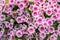 Beautiful pink Petunia Hybrida flower