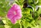 Beautiful pink Petunia with water droplets