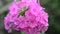 Beautiful pink phlox inflorescence closeup