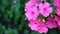 Beautiful pink phlox inflorescence closeup. HD video statric camera