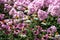 Beautiful pink phloxes and purple cone flowers echinacea in a summer flower bed