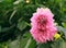 Beautiful pink pion on green leaves