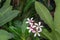 Beautiful pink Plumeria flowers and green leave background.Close up Frangipani tropical flower, plumeria flower are bloom in a gar
