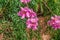 Beautiful pink Podranea ricasoliana flowers on the backdrop of green foliage