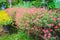 Beautiful pink portulaca oleracea flowers, also known as common purslane, verdolaga, little hogweed, red root, or pursley.