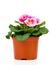 Beautiful pink primula in flowerpot