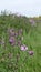 Beautiful pink primula sieboldii ,