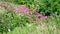 Beautiful pink primula sieboldii ,