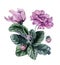 Beautiful pink and purple african violet flowers Saintpaulia with green leaves and closed buds isolated on white background.