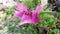 Beautiful pink purple bougainvillea creeper flowers sway in the wind