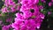 Beautiful pink purple bougainvillea creeper flowers sway in the wind