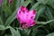 Beautiful pink and purple color of Curcuma Curalimei Siam Splash flower