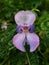 Beautiful pink purple flower with a green background