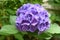 Beautiful Pink and Purple Flowering Hydrangea Blossom in Bloom
