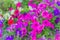 Beautiful pink purple petunia flower on the flowerbed for background. Petunias are one of our most popular summer bedding plants,