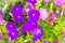 Beautiful pink purple petunia flower on the flowerbed for background. Petunias are one of our most popular summer bedding plants,