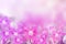Beautiful pink and purple rain lily flower on soft romance background