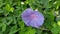Beautiful pink purple violet Ipomoea purpurea morning glory flower